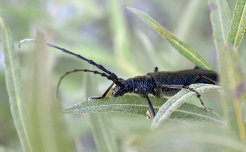 Cerambyx scopolii